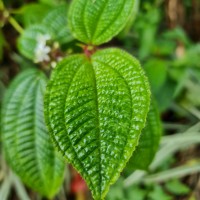 Miconia crenata (Vahl) Michelang.